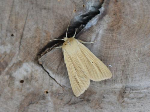 Mythimna pallens